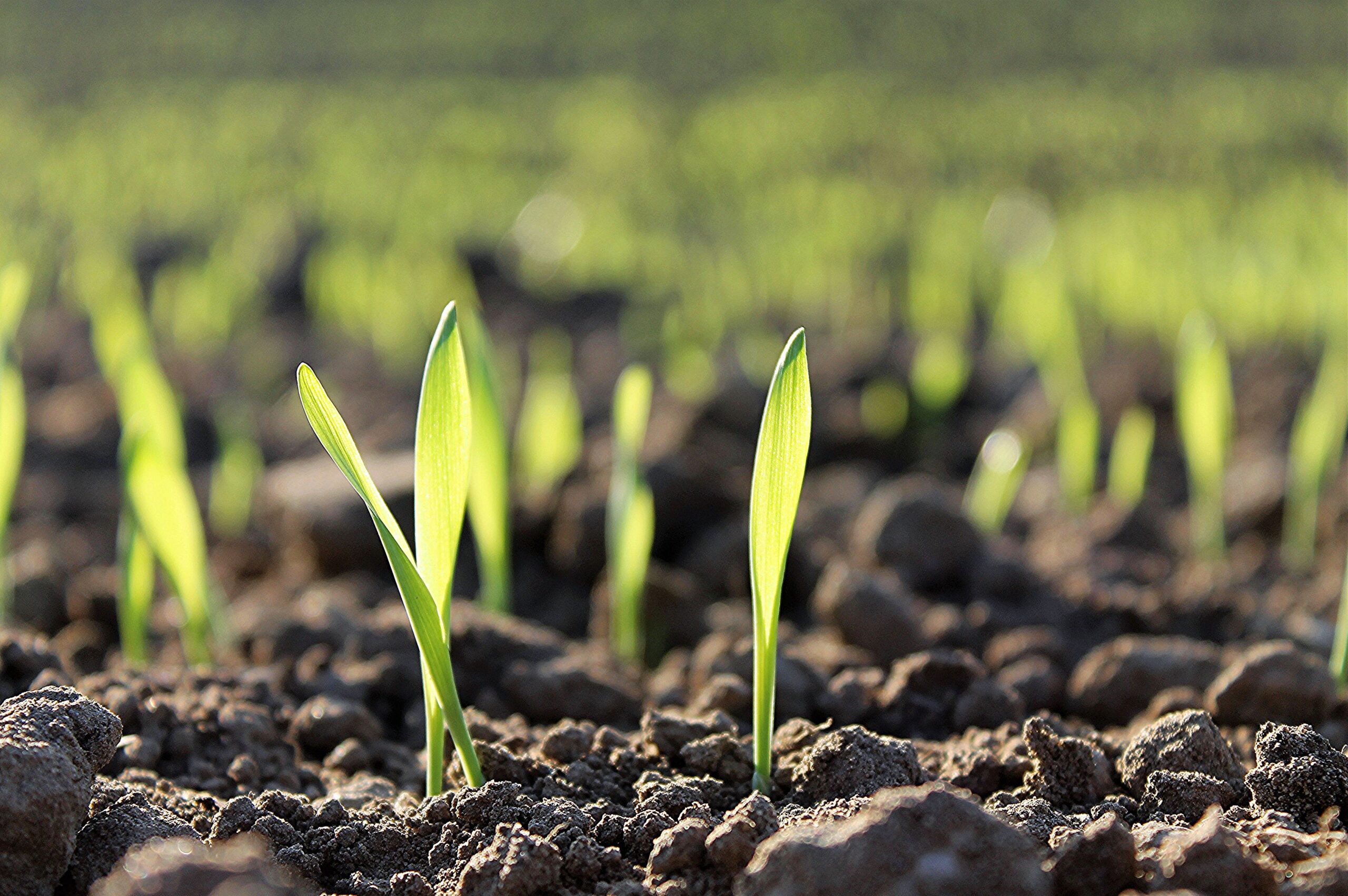 Close-up of young green sprouts growing in fertile soil during springtime.