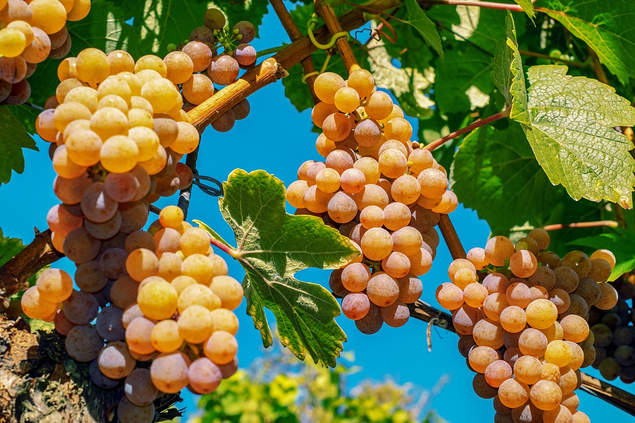 grapes, fruit, ripe, cute, vine, grapevine, wine, the enjoyment of the wine, wine growing, grapevines, agriculture, nature, vine, vine, wine, wine, wine, wine, wine
