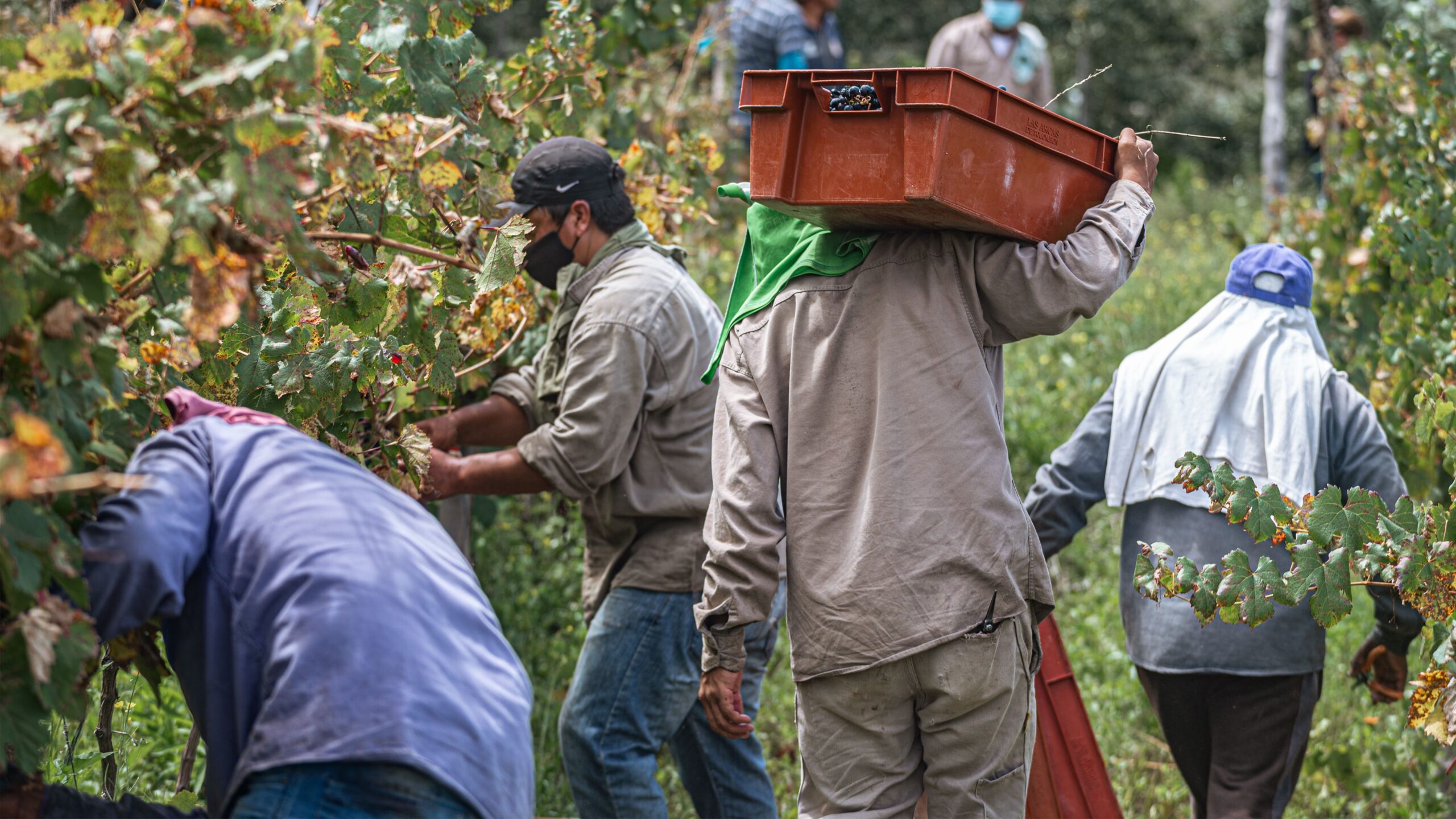 A group of workers harvesting grapes in a lush vineyard, engaging in agricultural labor.