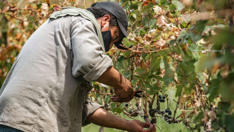 A farmer harvesting grapes in a vineyard, wearing a face mask for protection.