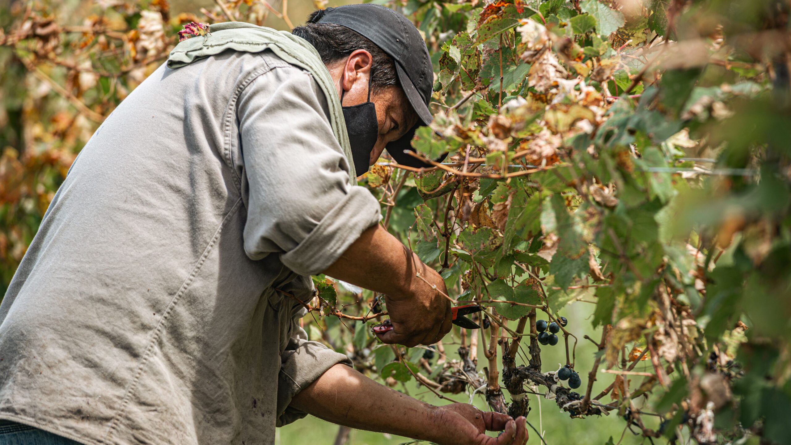 A farmer harvesting grapes in a vineyard, wearing a face mask for protection.