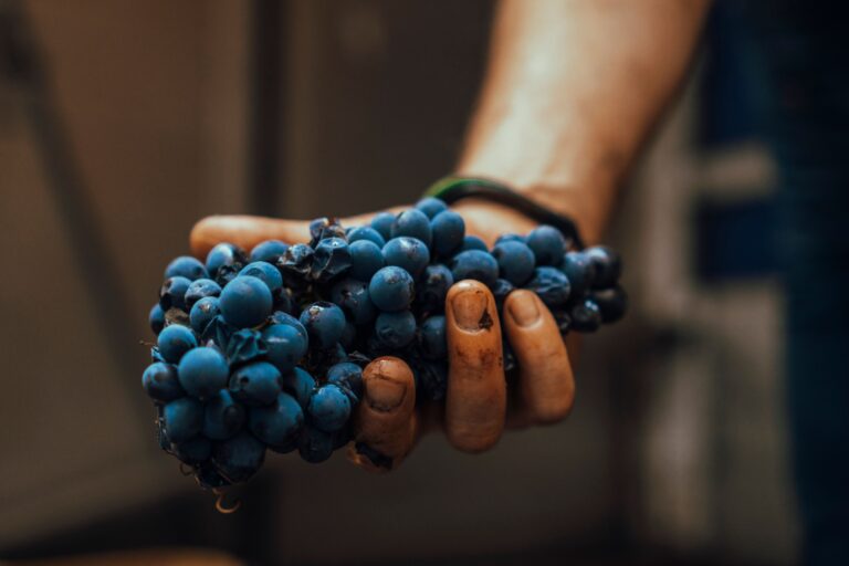Macro shot of blue grapes being held by a farmer's hand, showcasing fresh harvest.