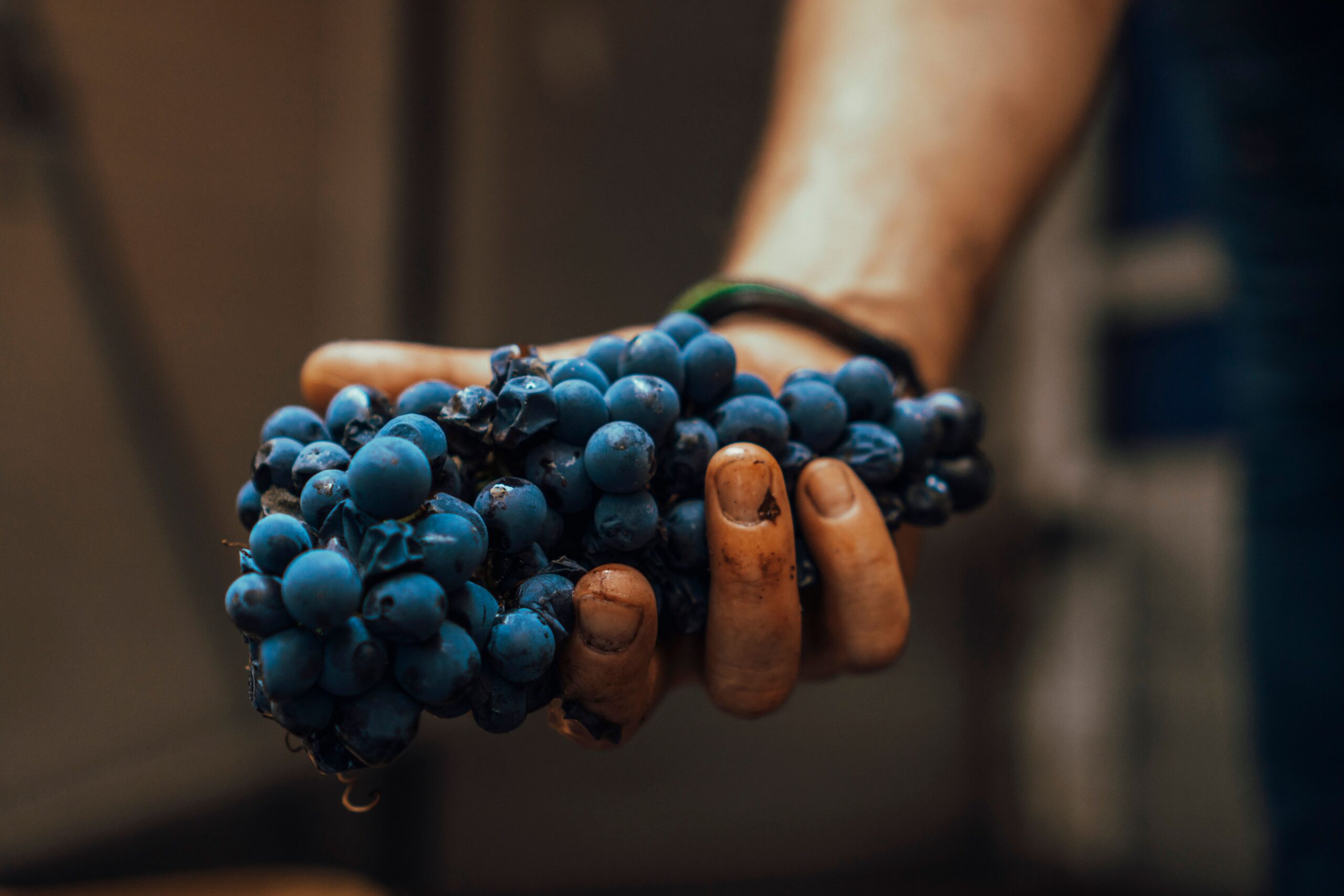 Macro shot of blue grapes being held by a farmer's hand, showcasing fresh harvest.